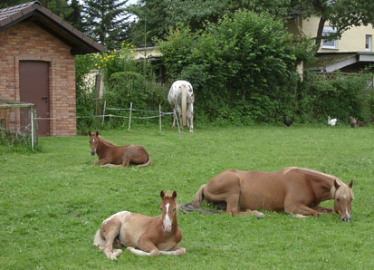 Unsere Pferde 2009